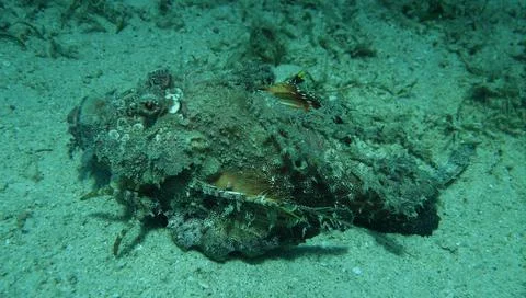 Devil scorpion fish Stock Photos