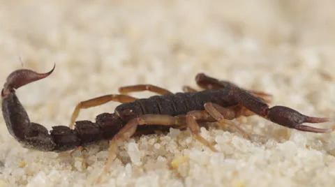 Devil Scorpion Stock-Footage 22824349