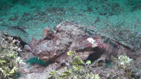 Devil scorpion Stock Footage 90794969