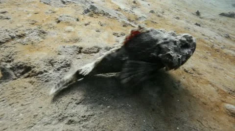 Devil scorpionfish 2.mp4 Stock Footage 10917610