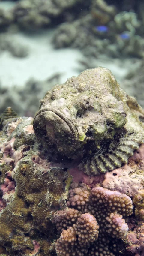 Devil scorpionfish blending into reef substrate Stock Footage 325727908