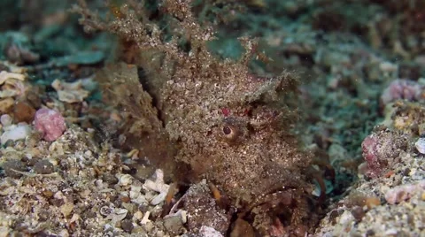 Devil scorpionfish burying itself in the sand 001 Stock Footage 62404550