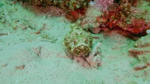 Devil Scorpionfish camouflaged on coral reef seabed in tropical waters Stock Footage 311927648