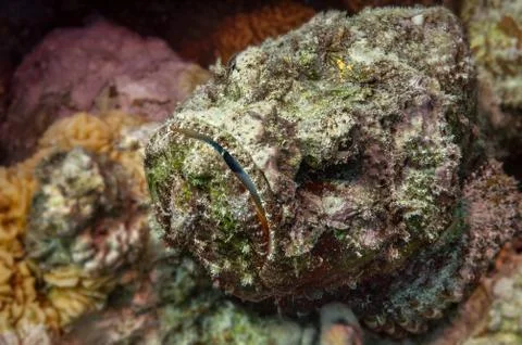 Devil Scorpionfish danger Stock Photos