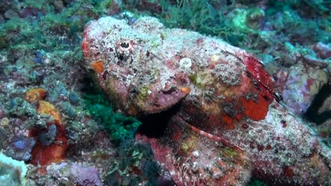 Devil Scorpionfish / False Stonefish Crawling on the  bottom Stock Footage 136894229