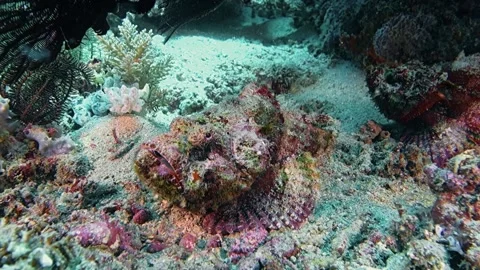 Devil scorpionfish Stock Footage 134594022