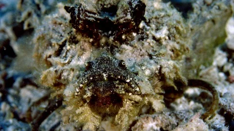 Devil scorpionfish (Inimicus didactylus), is crawling on the sandy seabed Video stock 98912203