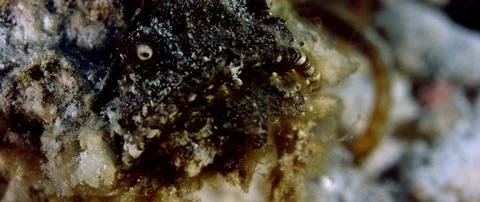 Devil scorpionfish (Inimicus didactylus), is crawling on the sandy seabed Stock Footage 99204651