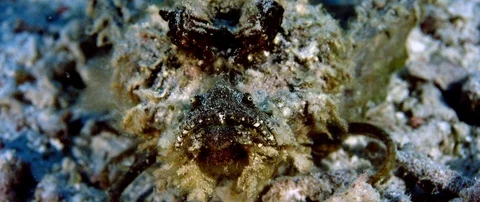 Devil scorpionfish (Inimicus didactylus), is crawling on the sandy seabed Vídeos de archivo 99253125