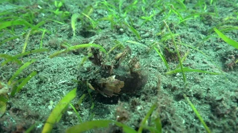 Devil scorpionfish (Inimicus didactylus ) on the sand in Zulu sea Video stock 89968508