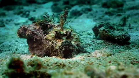 Devil scorpionfish (Inimicus didactylus), Sulawesi 스톡 동영상 74912901