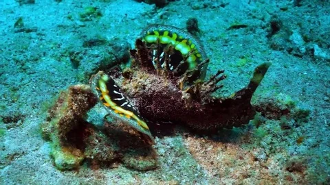 Devil scorpionfish (Inimicus didactylus), Sulawesi Stock Footage 74913463