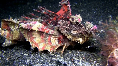 Devil scorpionfish (Inimicus didactylus) walking Stock Footage 90878671