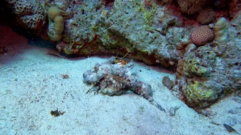 Devil scorpionfish in the red sea in Hurghada in Egypt Stock Footage 263278259
