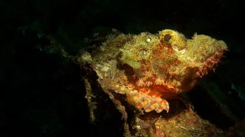 Devil scorpionfish in spotlight Stock Footage 72267070