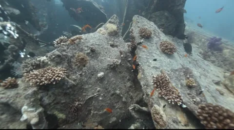 Devil scorpionfish on the Thistlegorm. Stock Footage 931087