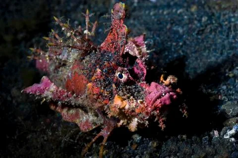 Devil scorpionfish underwater at night Stock Photos
