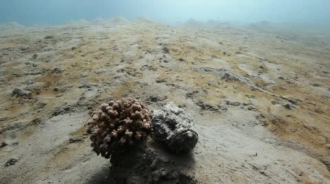 Devil scorpionfish.mp4 Stock Footage 10917622