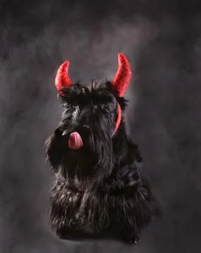 Devil terrier Stock Photos