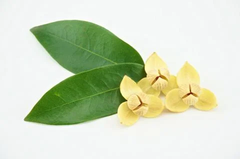 Devil tree with white background Stock Photos