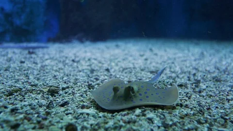 Devilfish Stock Footage 111192766