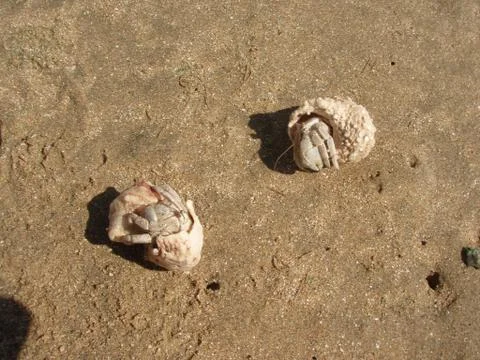 Devilfish 写真素材