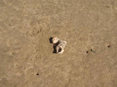 Devilfish 写真素材