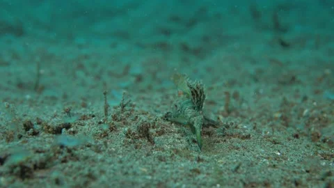 Devilfish is swimming on a bottom of the sea Stock Footage 139098259