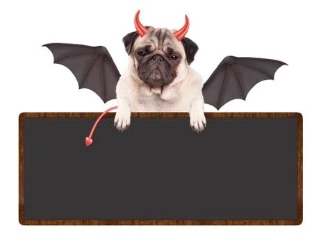 Devilish cute pug puppy dog dressed up as devil for Halloween Stock Photos