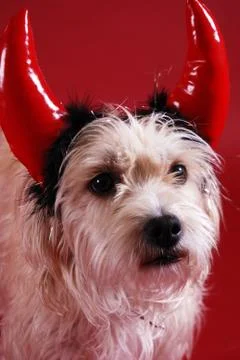 Devilish dog Stock Photos