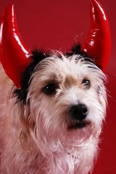 Devilish dog Foto stock