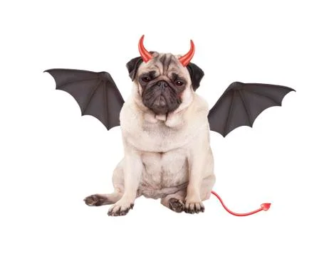 Devilish pug dog Stock Photos