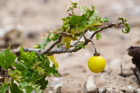 Devil's Apple Nightshade Fruit On Stem (Solanum linnaeanum) Stock Photos