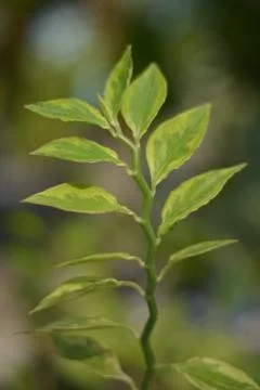 Devils Backbone Plant Close Up Pedilanthus Tithymaloides Variegated Foliage Stockfoto's