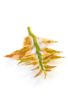 Devils Backbone Plant. Stock Photos