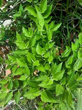 Devils Backbone Plant Stock Photos