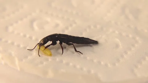 Devil's beetle preying on moth larva. beetle isolated, white background. insects Stock Footage 292829848