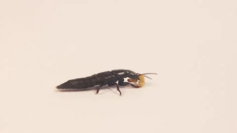 Devil's beetle preying on moth larva. beetle isolated, white background. insects Stock Footage 293709730