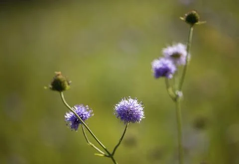 Devil's-bit, Devil's-bit scabious, dipsacaceae, common devil bite, cardenaceae, Stock Photos