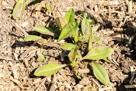 Devils bit or Succisa Pratensis plant in Saint Gallen in Switzerland 11.4.202 Stock Photos