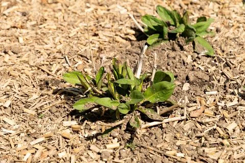 Devils bit or Succisa Pratensis plant in Saint Gallen in Switzerland 11.4.202 Stock Photos
