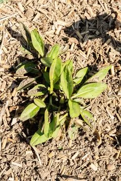 Devils bit or Succisa Pratensis plant in Saint Gallen in Switzerland 11.4.202 Stock Photos