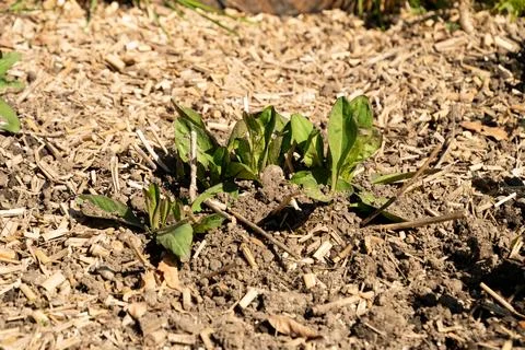 Devils bit or Succisa Pratensis plant in Saint Gallen in Switzerland 11.4.202 Stock Photos