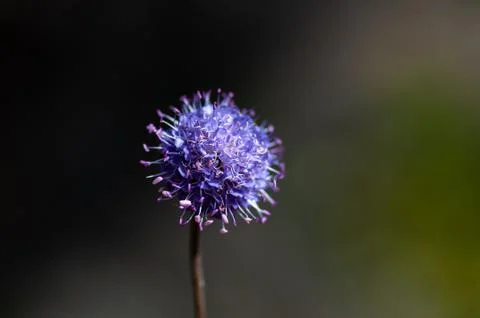 Devils-bit Scabious, Succisa pratensis, flowers macro with dark bokeh background Stock Photos