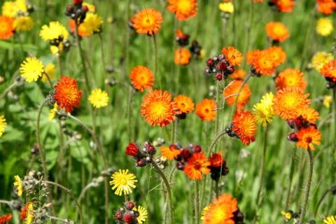 Devils brush - orange flowers Stock Photos