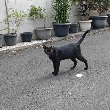 The Devil's Cat - Black Cat from Hell Stock Photos