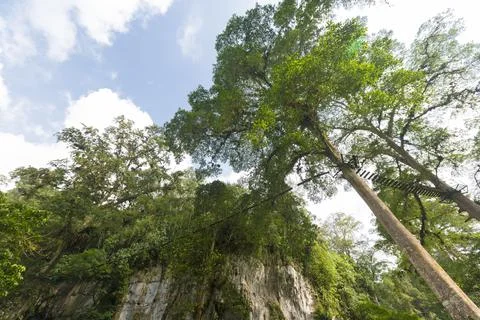 Devil's Cave, canopy and forest in Merida State Stock Photos