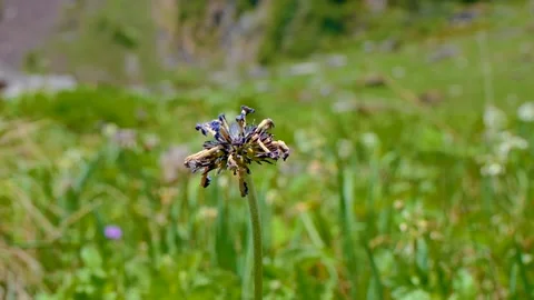 Devil's Claw Flower Blue in Valley of Flower Stock Footage 277267498