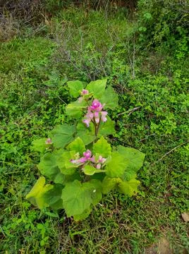 Devil's claw Flower Plant Stock Photos
