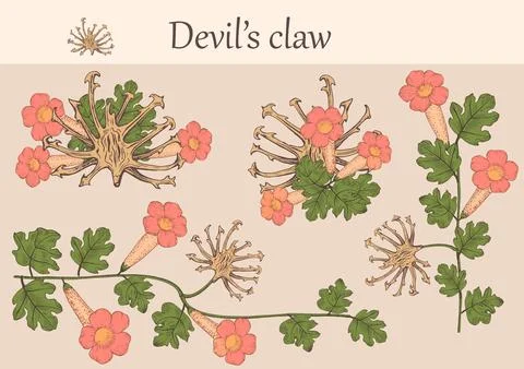 Devil's claw flowers Illustrazione stock
